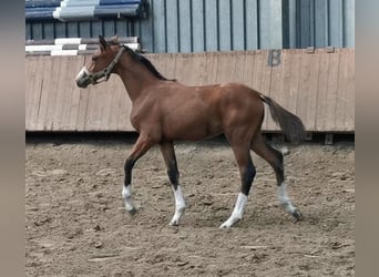 Westphalian, Stallion, Foal (05/2023), Brown