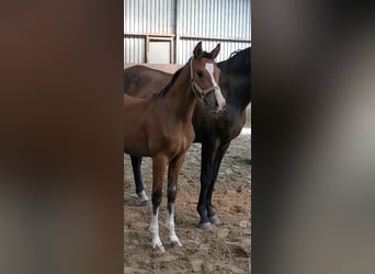 Westphalian, Stallion, Foal (05/2023), Brown