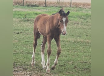 Westphalian, Stallion, Foal (05/2023), Brown