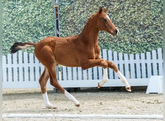 Westphalian, Stallion, Foal (02/2026), Brown