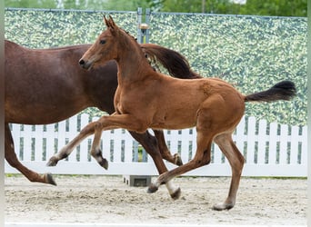 Westphalian, Stallion, Foal (03/2026), Brown