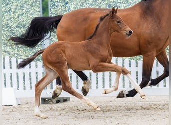 Westphalian, Stallion, Foal (04/2026), Brown