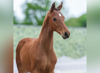 Westphalian, Stallion, Foal (02/2026), Brown