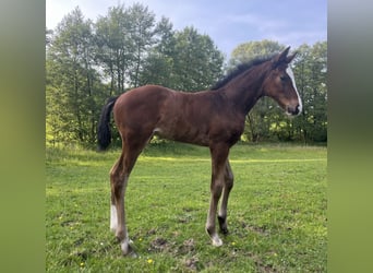 Westphalian, Stallion, Foal (04/2026), Brown