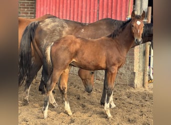 Westphalian, Stallion, Foal (05/2025), Brown