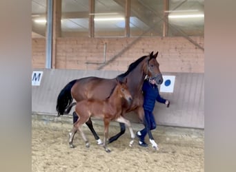 Westphalian, Stallion, , Brown-Light