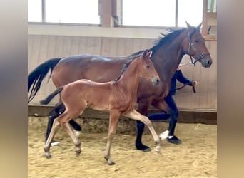 Westphalian, Stallion, , Brown-Light