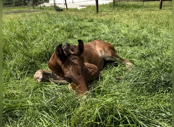Westphalian, Stallion, , Brown-Light