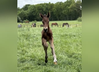 Westphalian, Stallion, , Brown-Light