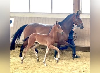 Westphalian, Stallion, , Brown-Light