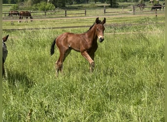 Westphalian, Stallion, , Brown-Light