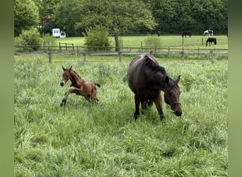 Westphalian, Stallion, , Brown-Light