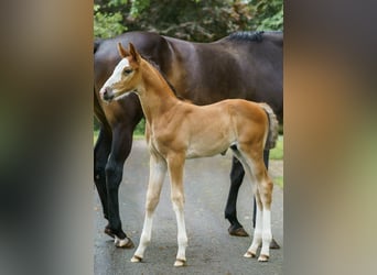 Westphalian, Stallion, Foal (05/2026), Brown-Light