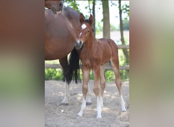 Westphalian, Stallion, , Brown