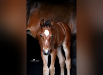 Westphalian, Stallion, , Brown