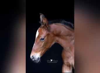 Westphalian, Stallion, , Brown