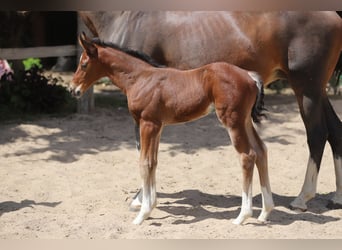 Westphalian, Stallion, , Brown