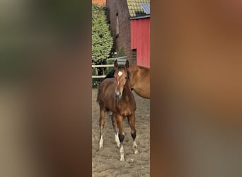 Westphalian, Stallion, Foal (05/2025), Brown