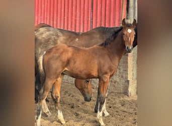 Westphalian, Stallion, Foal (05/2025), Brown