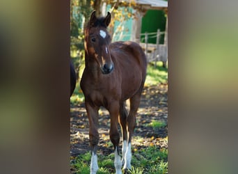 Westphalian, Stallion, Foal (05/2025), Brown