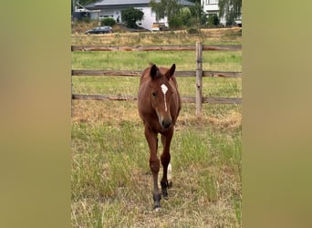 Westphalian, Stallion, Foal (04/2026), Brown