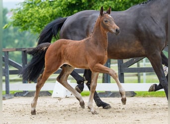 Westphalian, Stallion, Foal (05/2026), Brown