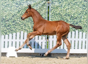 Westphalian, Stallion, Foal (04/2026), Brown
