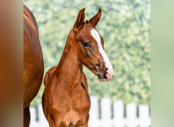 Westphalian, Stallion, Foal (05/2026), Brown