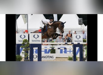 Westphalian, Stallion, , Brown