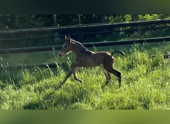 Westphalian, Stallion, , Brown