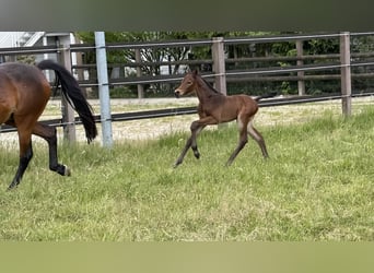 Westphalian, Stallion, , Brown