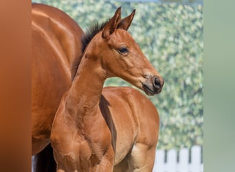 Westphalian, Stallion, , Brown