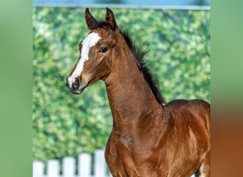 Westphalian, Stallion, Foal (01/2026), Brown