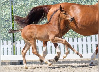 Westphalian, Stallion, , Brown