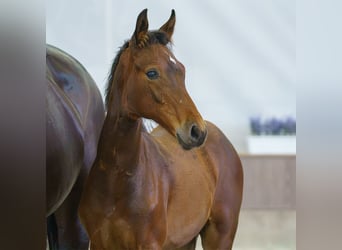Westphalian, Stallion, Foal (03/2026), Brown