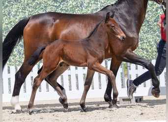 Westphalian, Stallion, , Brown