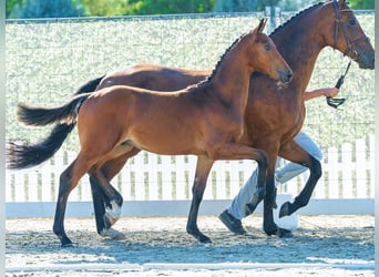 Westphalian, Stallion, Foal (03/2026), Brown
