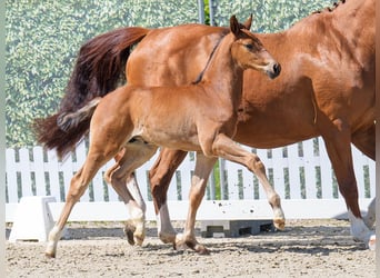 Westphalian, Stallion, , Brown