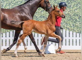 Westphalian, Stallion, Foal (05/2026), Brown