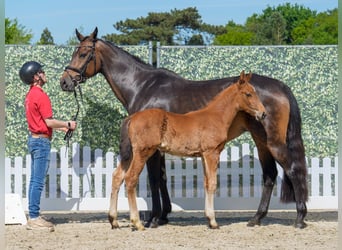 Westphalian, Stallion, , Brown