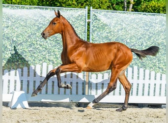 Westphalian, Stallion, Foal (03/2026), Brown