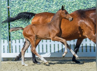 Westphalian, Stallion, Foal (06/2026), Brown