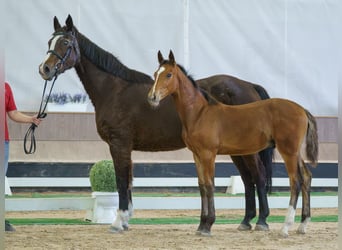Westphalian, Stallion, Foal (02/2026), Brown