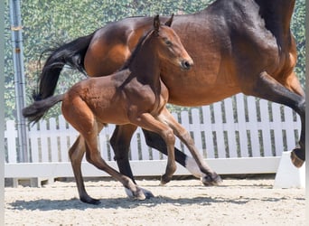 Westphalian, Stallion, , Brown