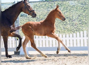 Westphalian, Stallion, , Brown