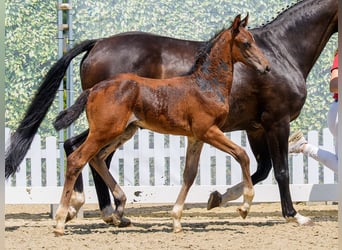 Westphalian, Stallion, Foal (05/2026), Brown