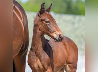 Westphalian, Stallion, , Brown