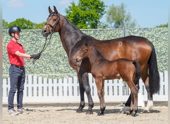 Westphalian, Stallion, , Brown