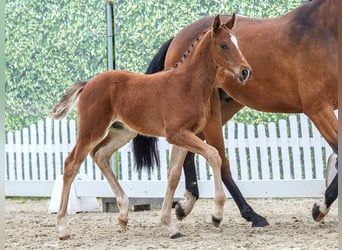 Westphalian, Stallion, Foal (03/2026), Brown