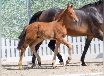 Westphalian, Stallion, , Brown